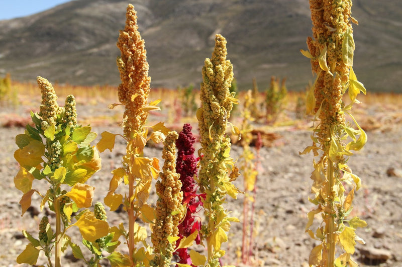 Royal Quinoa Vs. Quinoa Dulce