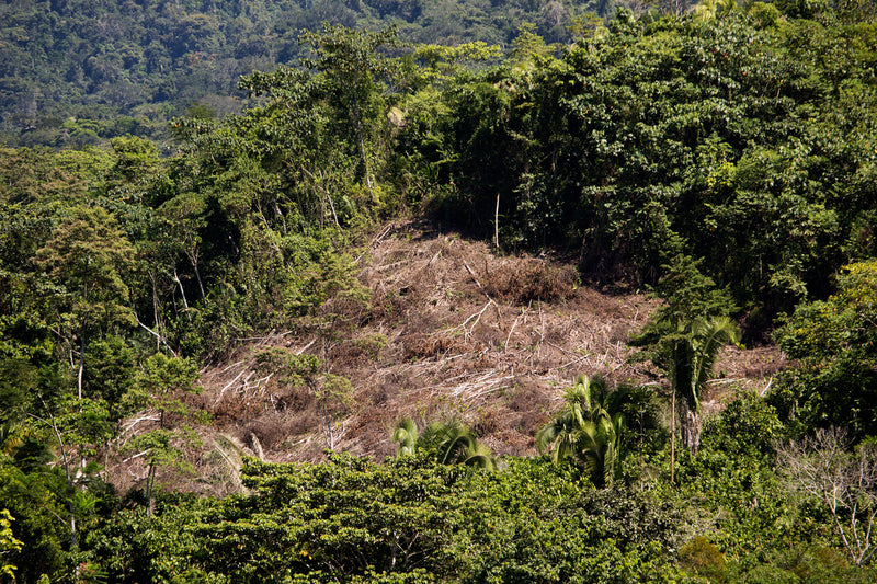 The Amazon is burning