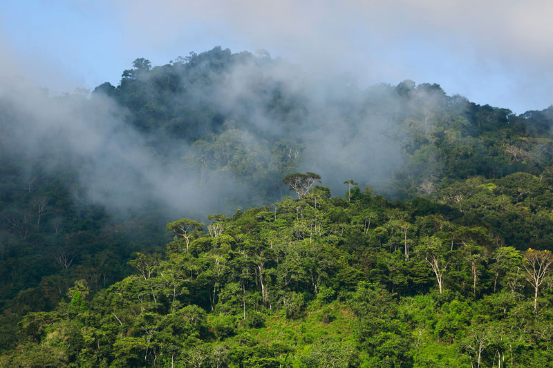 Interview with a Peruvian Agroforestry Pro