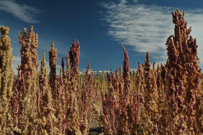 fair trade quinoa