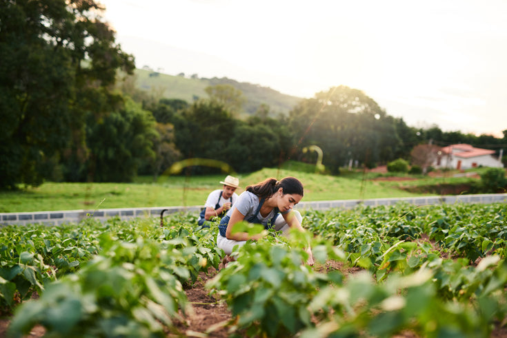 3 Keys to Creating a Regenerative Agriculture Oasis in Your Own Backyard